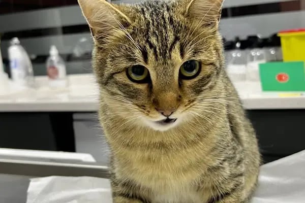 Miavv Veteriner Kliniği Erzurum - Resim 3