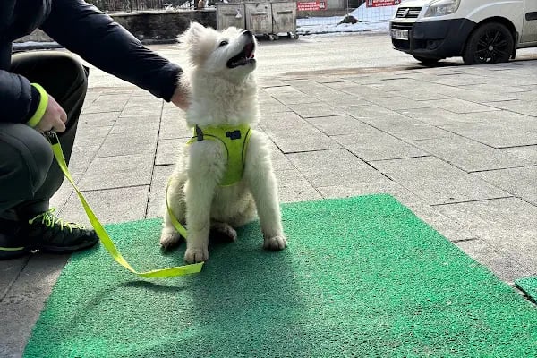 Miavv Veteriner Kliniği Erzurum - Resim 5