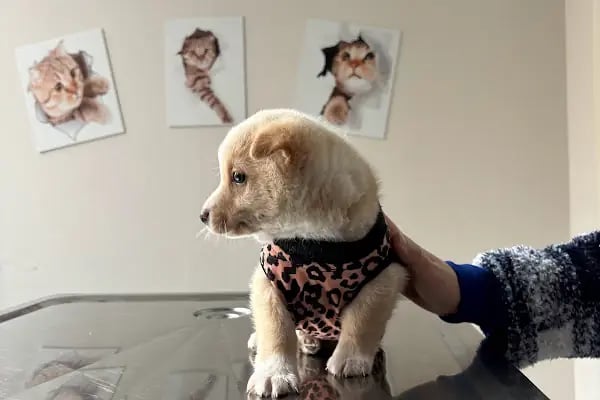Miavv Veteriner Kliniği Erzurum - Resim 14