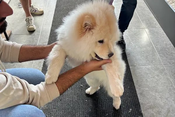 Miavv Veteriner Kliniği Erzurum - Resim 20