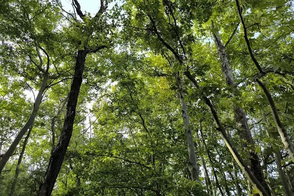Değirmen Boğazı Tabiat Parkı - Resim 19