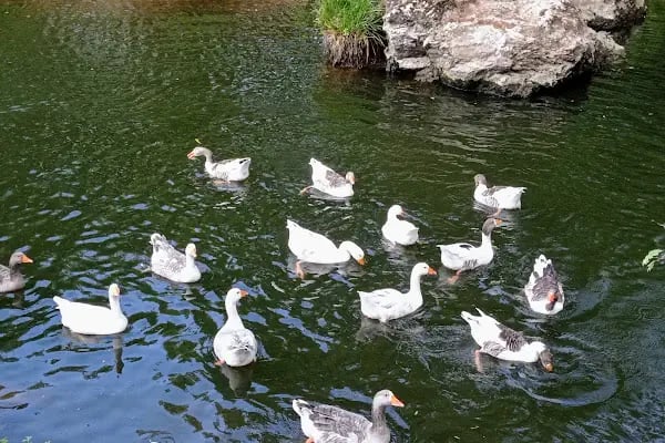 Değirmen Boğazı Tabiat Parkı - Resim 14