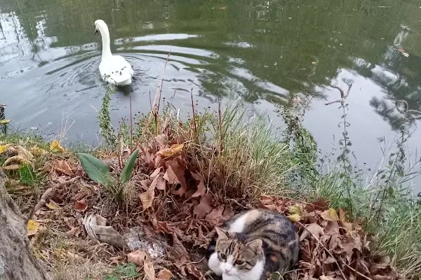 Değirmen Boğazı Tabiat Parkı - Resim 16