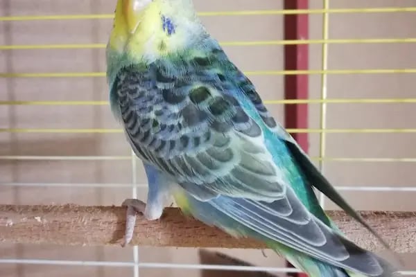 Yüksel Petshop - Resim 3