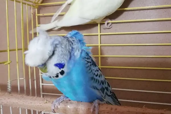 Yüksel Petshop - Resim 2