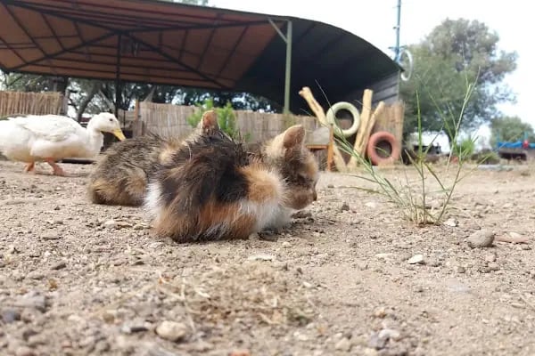 Volo Camping - Resim 13