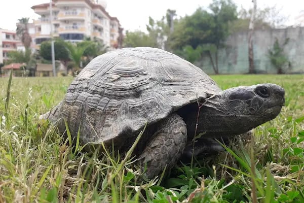 Tosmur Belediyesi Sarıtaş Çocuk Parkı - Resim 9