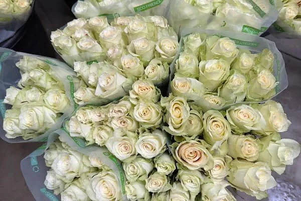 Kocataş Sakarya Kesme Çiçek Deposu - Resim 11