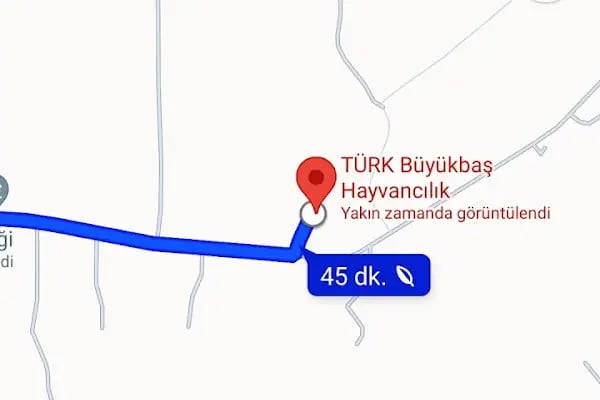 TÜRK Büyükbaş Hayvancılık - Resim 3
