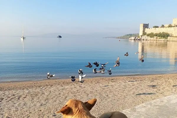 Bodrum Yazlık Merkez - Resim 3