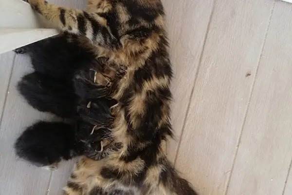 Badem Veteriner Kliniği - Resim 19