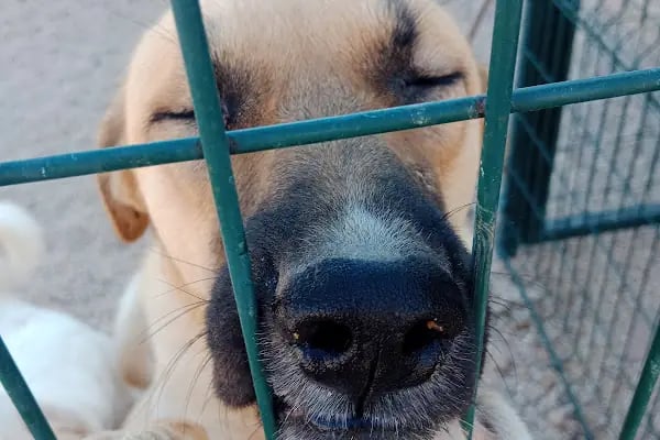 Badem Veteriner Kliniği - Resim 14