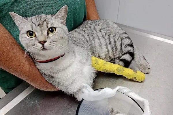 Badem Veteriner Kliniği - Resim 6