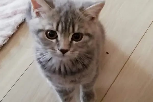 Badem Veteriner Kliniği - Resim 15
