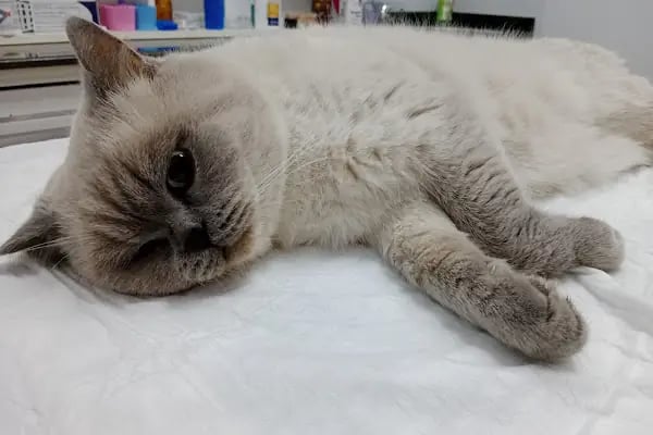 Badem Veteriner Kliniği - Resim 2