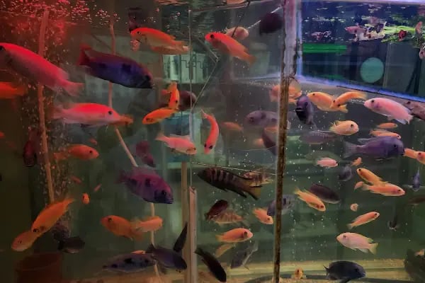 Badem PetShop - Resim 12