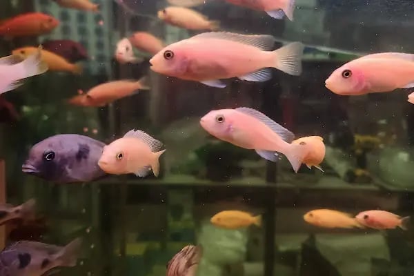 Badem PetShop - Resim 11