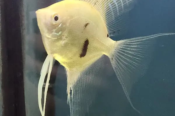 Badem PetShop - Resim 13