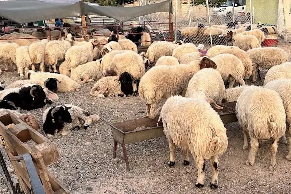 KARAKEÇİLİ POLATLAR AİLE ÇİFTLİĞİ - Resim 2