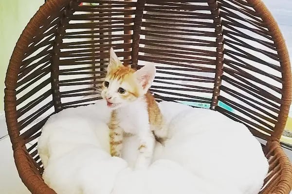 PurLina Petshop Bursa Kedi ve Köpek Mamaları Evcil Hayvan Ürünleri - Resim 5