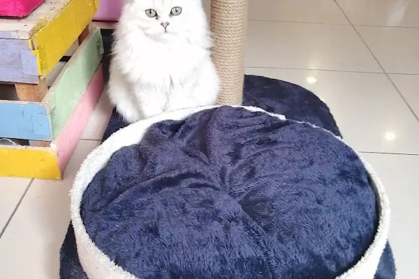 PurLina Petshop Bursa Kedi ve Köpek Mamaları Evcil Hayvan Ürünleri - Resim 11