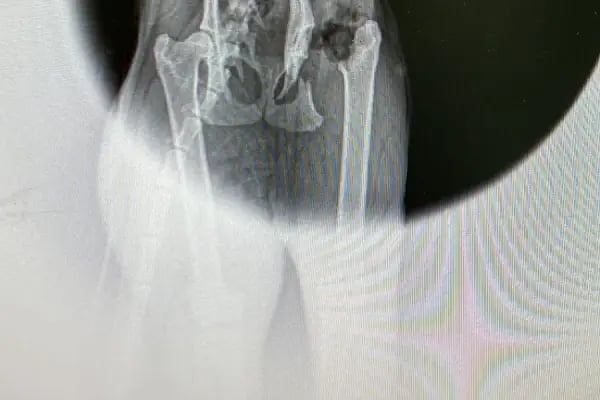 tuğ-Pati Veteriner Kliniği - Resim 20