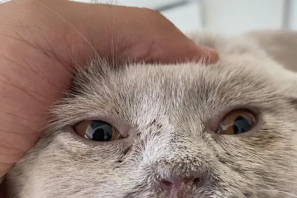 tuğ-Pati Veteriner Kliniği - Resim 2