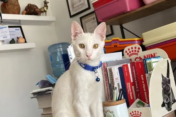 tuğ-Pati Veteriner Kliniği - Resim 18
