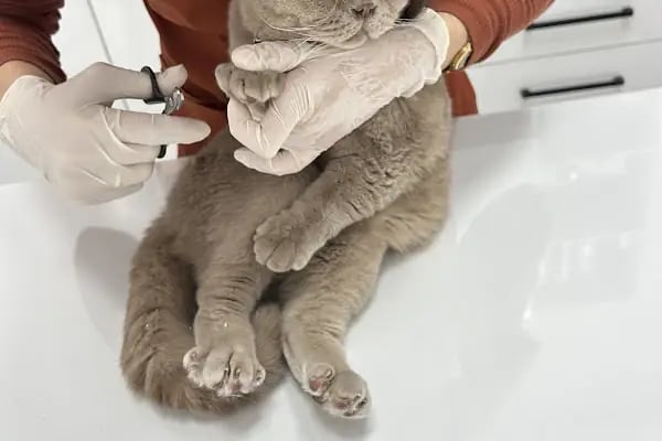Animal Centrium Veteriner Kliniği - Resim 4
