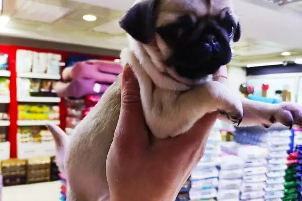 Konya akvaryum petshop - Resim 15