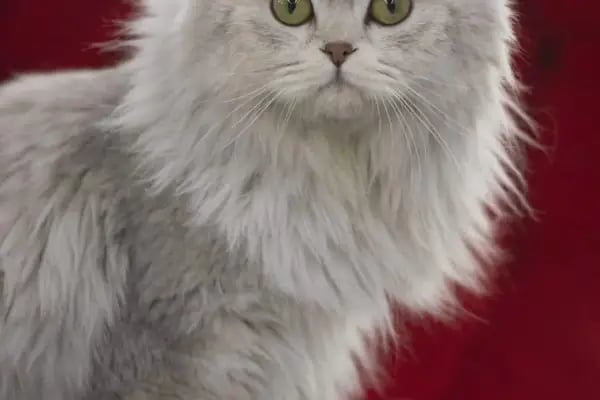 Konya akvaryum petshop - Resim 19
