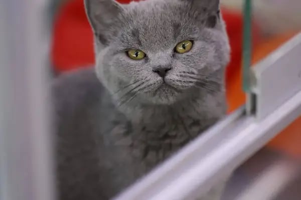 Konya akvaryum petshop - Resim 13