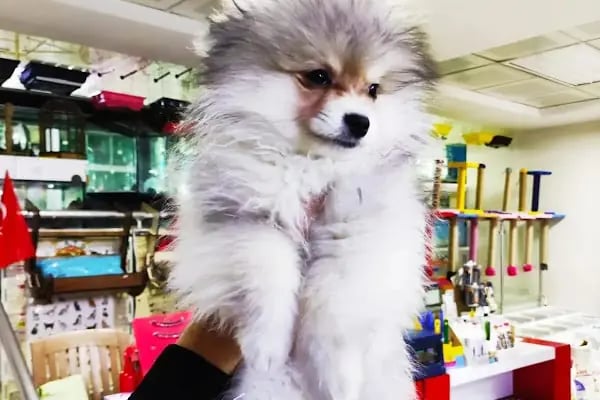 Konya akvaryum petshop - Resim 9