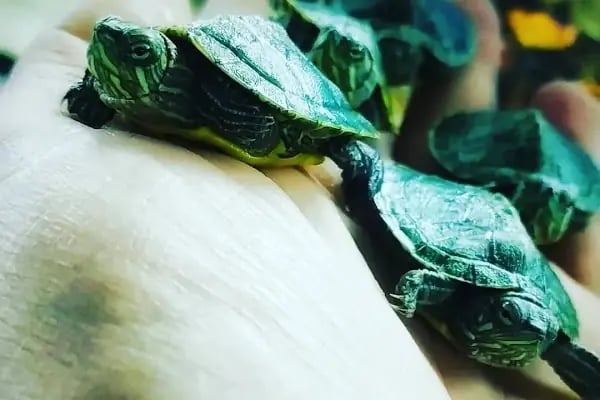Konya akvaryum petshop - Resim 16