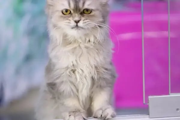 Konya akvaryum petshop - Resim 17