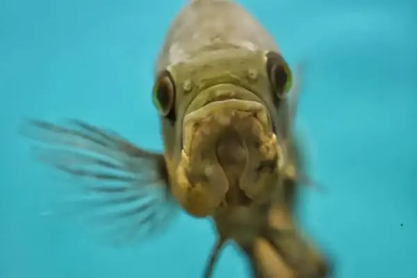 Konya akvaryum petshop - Resim 12