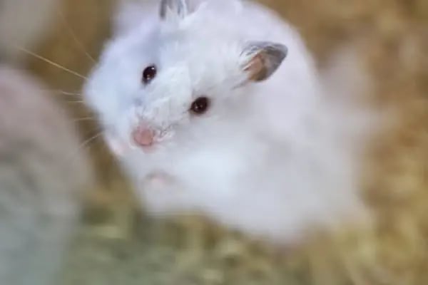Konya akvaryum petshop - Resim 14