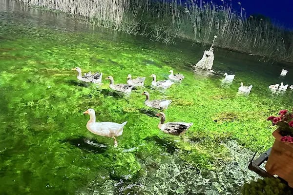 Akyaka Azmak Restoran MUĞLA - Resim 6