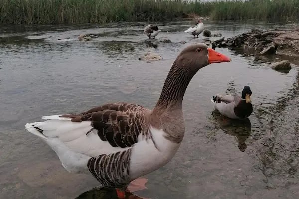 Akyaka Azmak Restoran MUĞLA - Resim 15