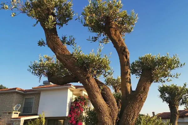 Cemal Alaçatı - Resim 5