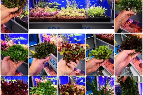 ADA AKVARYUM PET SHOP VE OUDOOR - Resim 10