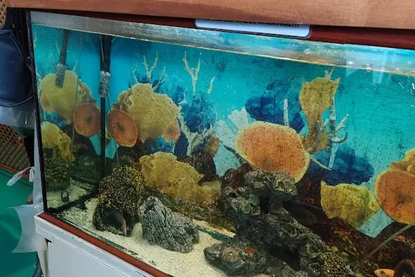 ADA AKVARYUM PET SHOP VE OUDOOR - Resim 9