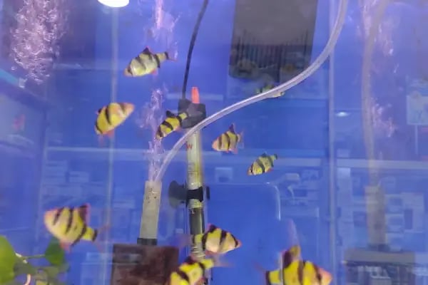 ADA AKVARYUM PET SHOP VE OUDOOR - Resim 13