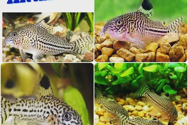 ADA AKVARYUM PET SHOP VE OUDOOR - Resim 19