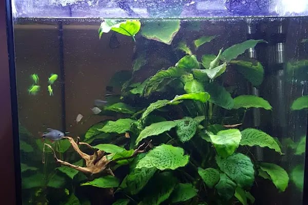 ADA AKVARYUM PET SHOP VE OUDOOR - Resim 3