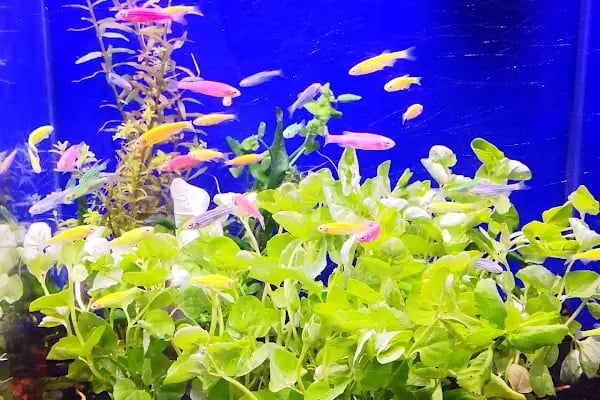 ADA AKVARYUM PET SHOP VE OUDOOR - Resim 18
