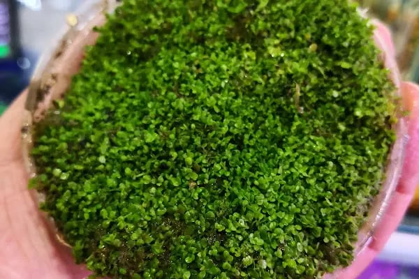ADA AKVARYUM PET SHOP VE OUDOOR - Resim 8