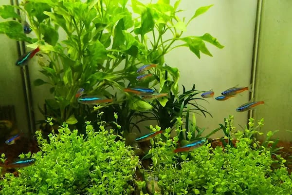 ADA AKVARYUM PET SHOP VE OUDOOR - Resim 2