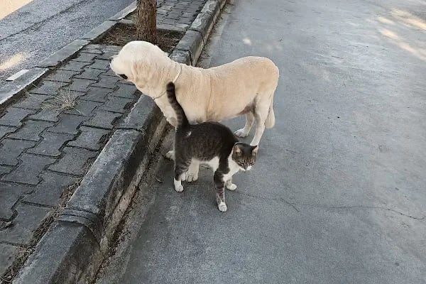 Kayacı Veteriner Kliniği - Resim 17