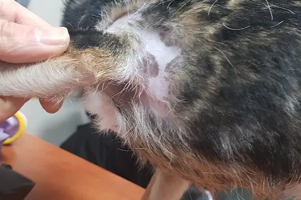 Kayacı Veteriner Kliniği - Resim 2